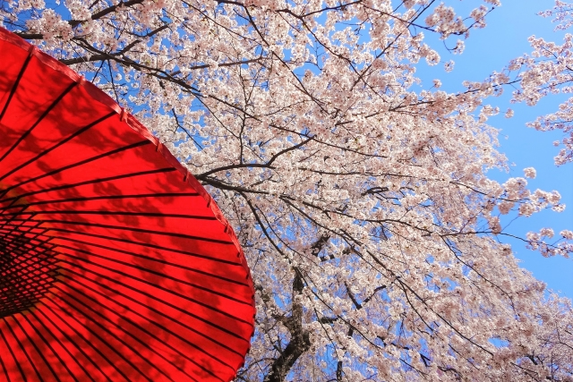 Kyoto cherry blossom