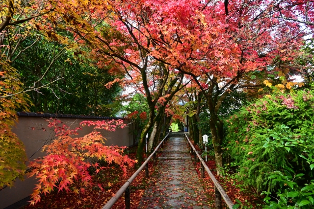 Autumn in Kyoto