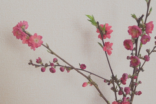 Chabana at tea ceremony