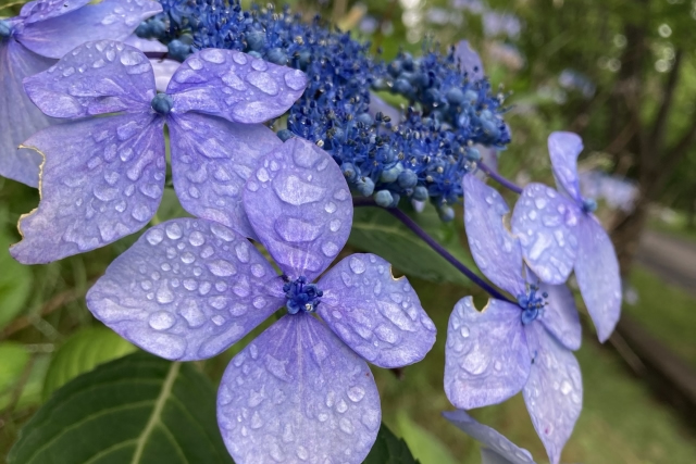 hydrangea