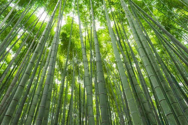 Bamboo trail in Kyoto