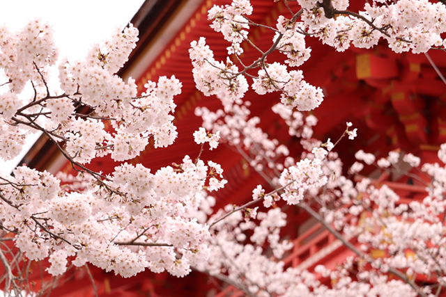 Cherry blossom in Kyoto
