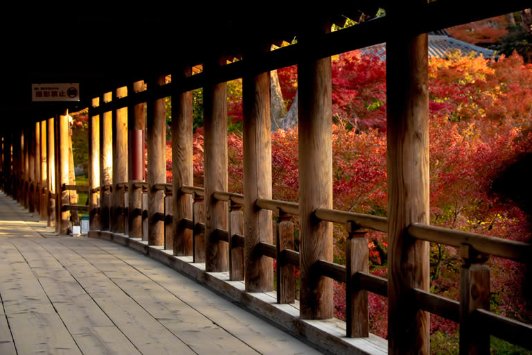 Tofukuji in autumn