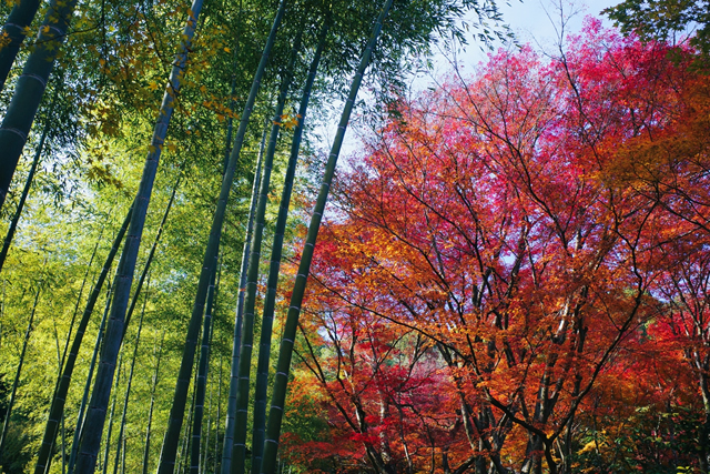Bamboo trail in Kyoto