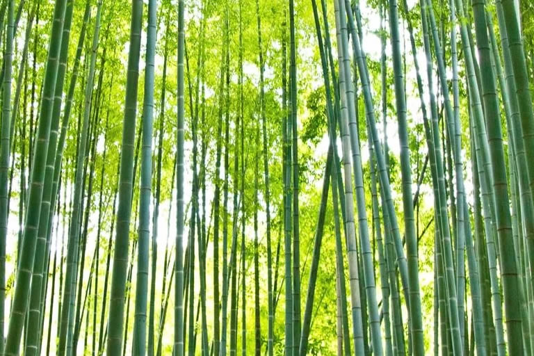 Bamboo Trail in Kyoto